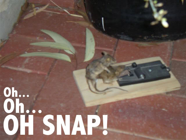 Name:  OhSnapMouse.jpg
Views: 1423
Size:  40.3 KB