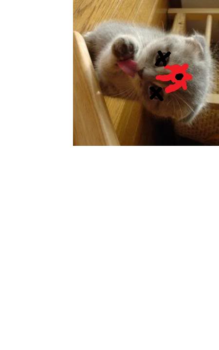 Name:  deadkitty.jpg
Views: 25
Size:  15.1 KB