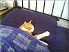 ***The Official "Pictures That Make You Laugh" Thread***-cat.jpg