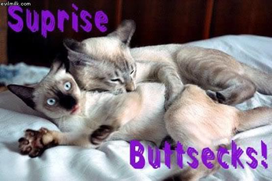 Name:  Surprise_Buttsecks.jpg
Views: 14
Size:  37.5 KB