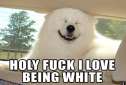 Name:  WHITEBEAR.jpg
Views: 28
Size:  2.8 KB