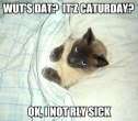Name: notsickcatuerday.jpg
Views: 56
Size: 3.0 KB