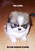 ***The Official "Pictures That Make You Laugh" Thread***-fluffy.jpg