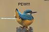 ***The Official "Pictures That Make You Laugh" Thread***-pew.jpg