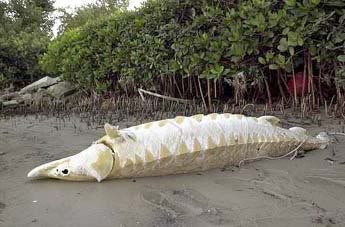 Name:  front-sturgeon.jpg
Views: 27
Size:  21.8 KB