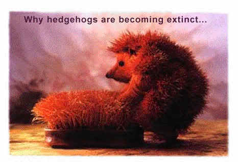 Name:  hedgehogs.jpg
Views: 28
Size:  16.7 KB