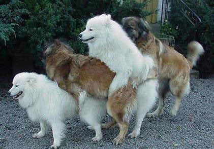 Name:  WildAnimalSex.jpg
Views: 31
Size:  30.5 KB