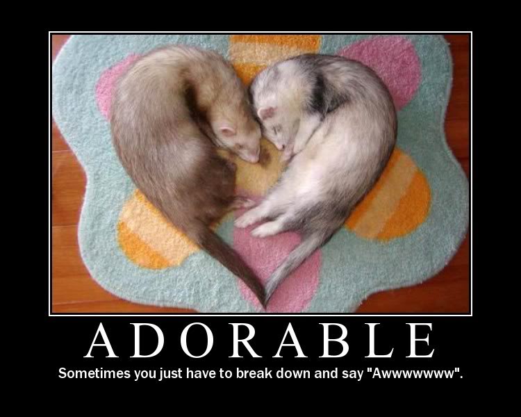 Name:  ferrets.jpg
Views: 35
Size:  62.6 KB