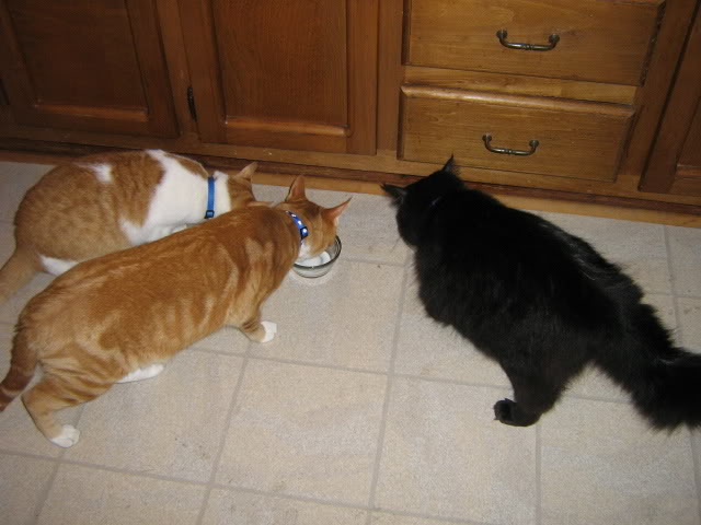 Name: IMG_0282.jpg
Views: 32
Size: 50.1 KB