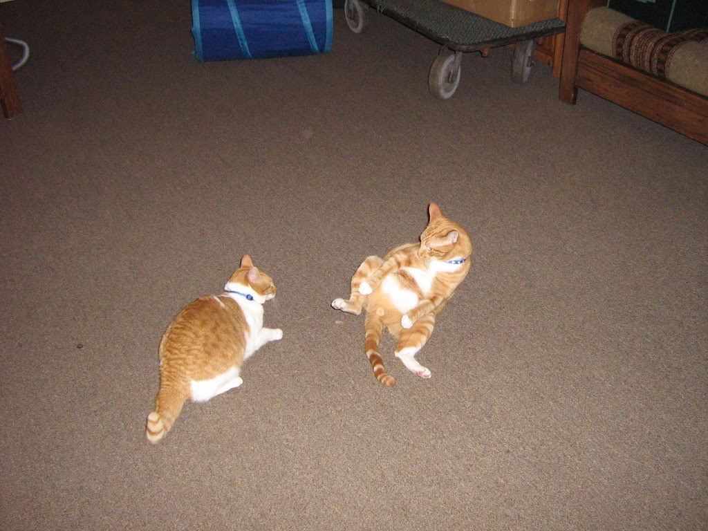 Name: IMG_0492.jpg
Views: 47
Size: 164.0 KB