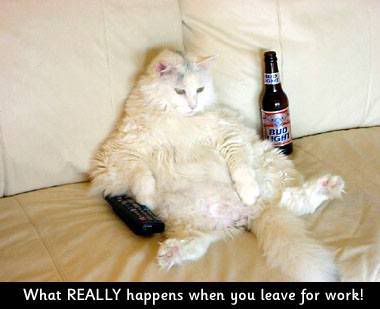 Name:  fatcat.jpg
Views: 38
Size:  16.3 KB