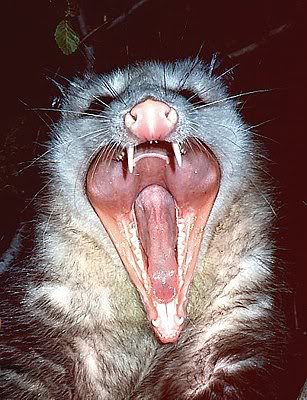 Name:  opossum-teeth.jpg
Views: 19
Size:  39.4 KB