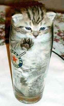 Name: squarecatroundglass.jpg
Views: 29
Size: 13.0 KB