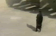 Name:  catass.gif
Views: 95
Size:  189.5 KB