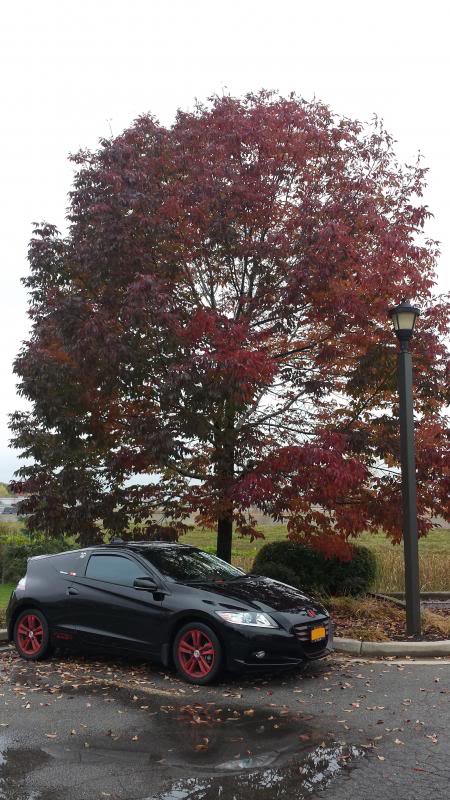Name: redtree_zpsc8532967.jpg
Views: 356
Size: 86.0 KB