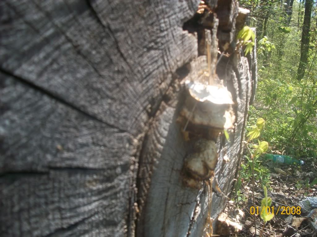 Name: 100_0311.jpg
Views: 24
Size: 168.5 KB