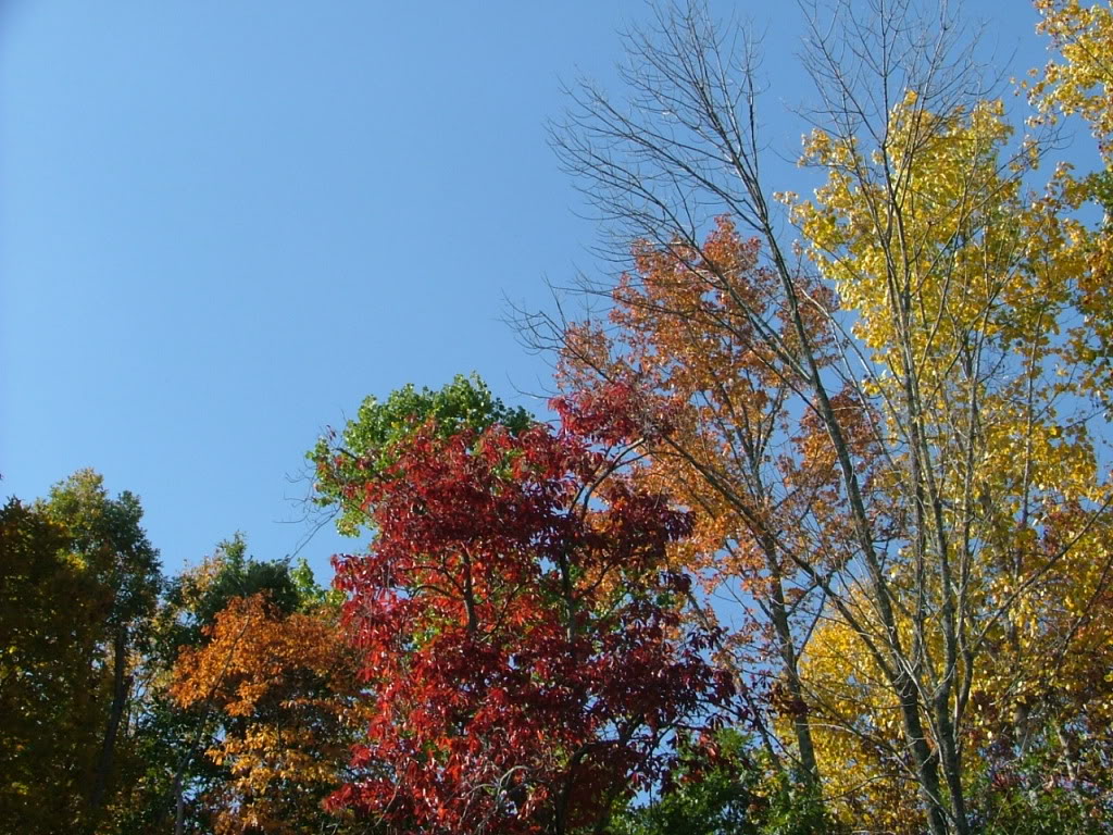 Name: DSCF3205.jpg
Views: 32
Size: 251.2 KB