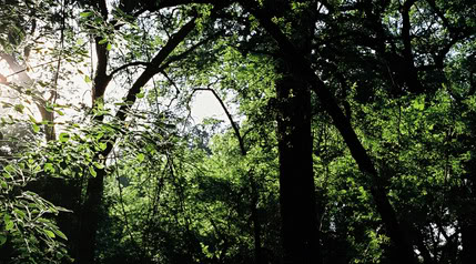 Name:  Trees1PS.jpg
Views: 28
Size:  52.7 KB