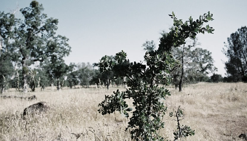 Name:  bush1PS.jpg
Views: 63
Size:  128.7 KB