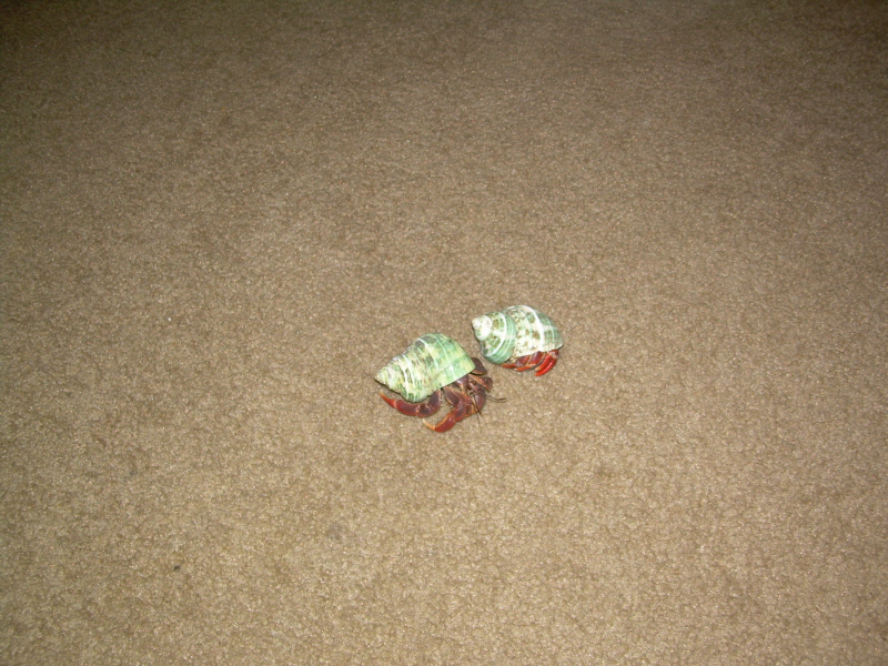 Name:  vacation3030.png
Views: 24
Size:  885.9 KB