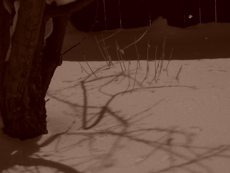Name:  100_1033.jpg
Views: 24
Size:  43.1 KB
