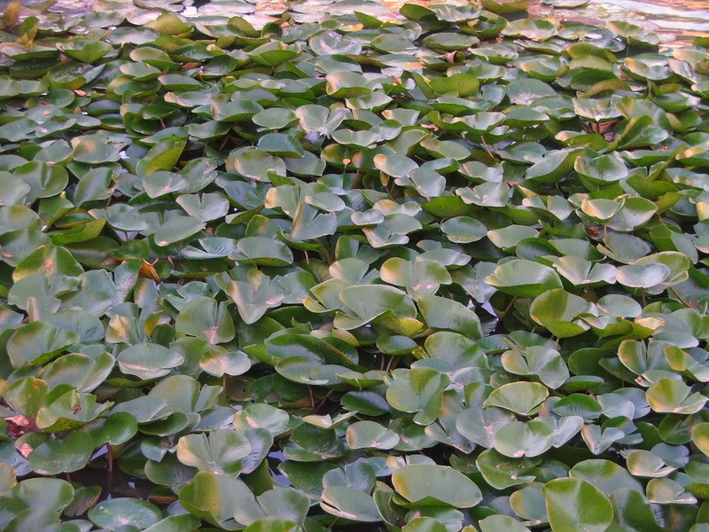Name:  DSCF4476.jpg
Views: 71
Size:  148.3 KB
