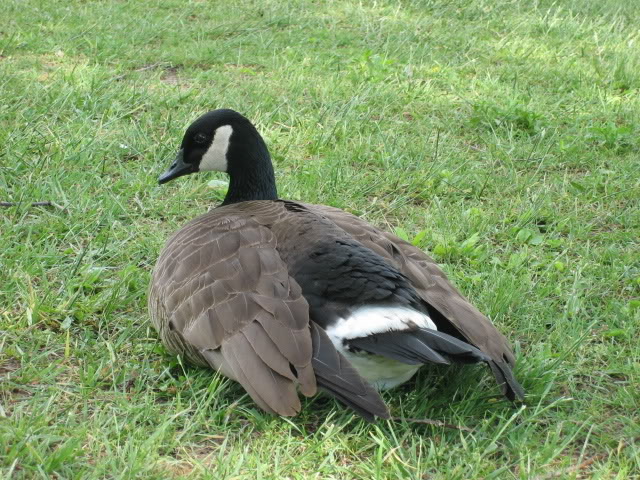 Name:  IMG_0181.jpg
Views: 160
Size:  121.1 KB