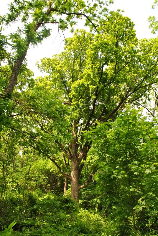 Name:  4-3.jpg
Views: 164
Size:  198.5 KB