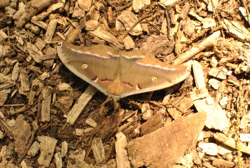 Name:  16-1.jpg
Views: 250
Size:  135.1 KB