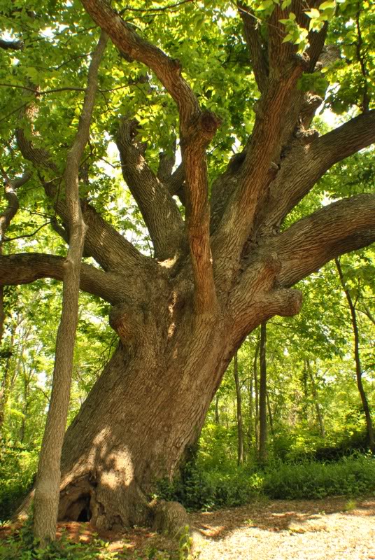 Name:  14-2.jpg
Views: 136
Size:  168.5 KB