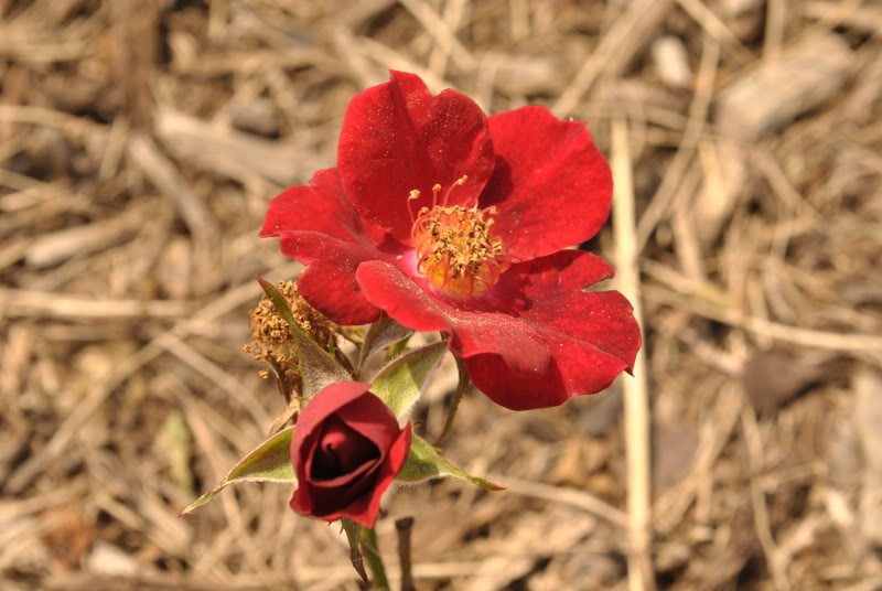 Name:  10-2.jpg
Views: 185
Size:  61.3 KB