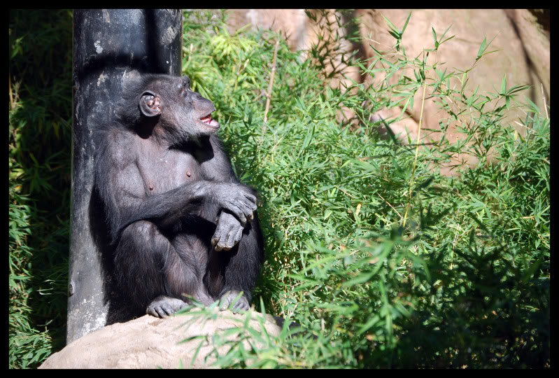 Name:  Chimp.jpg
Views: 171
Size:  149.8 KB