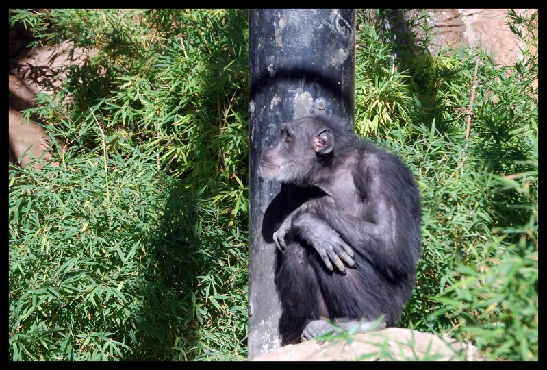 Name:  Chimp_6.jpg
Views: 208
Size:  180.5 KB