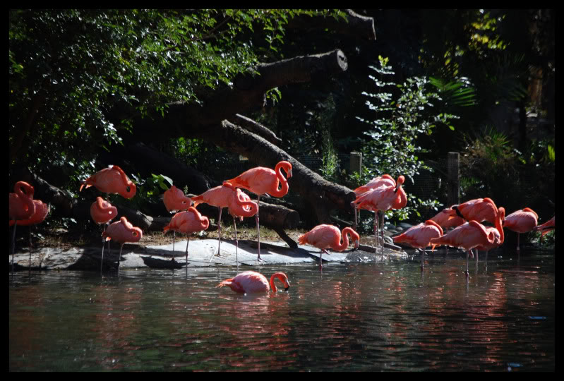 Name:  Flamingos.jpg
Views: 260
Size:  116.8 KB
