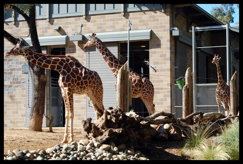 Name:  Giraffe_2.jpg
Views: 134
Size:  148.0 KB