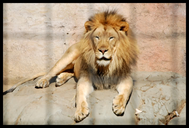 Name:  Lion.jpg
Views: 220
Size:  88.0 KB