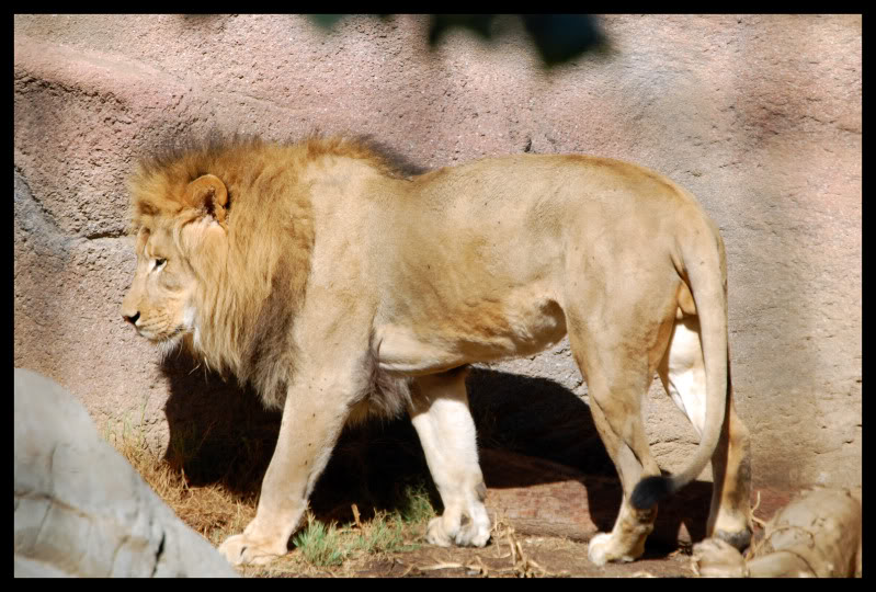 Name:  Lion_4.jpg
Views: 154
Size:  112.4 KB