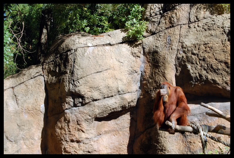 Name:  Orangutan_2.jpg
Views: 159
Size:  170.7 KB