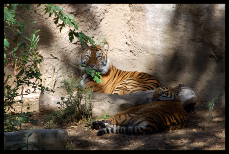Name:  Tiger.jpg
Views: 240
Size:  106.5 KB