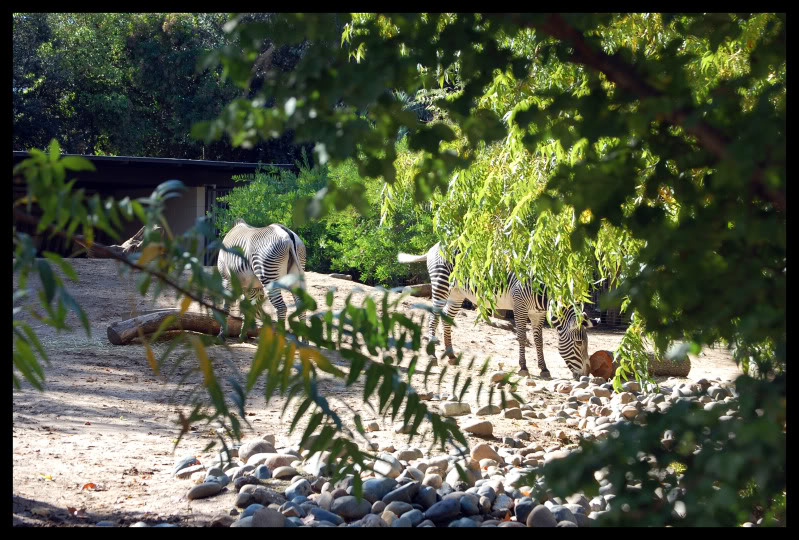 Name:  Zebras.jpg
Views: 262
Size:  153.6 KB