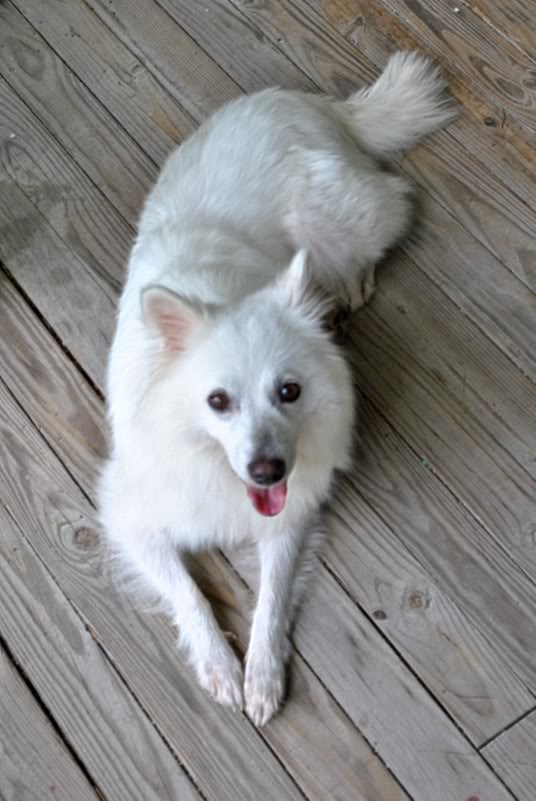 Name:  kitsune-1.jpg
Views: 29
Size:  66.7 KB