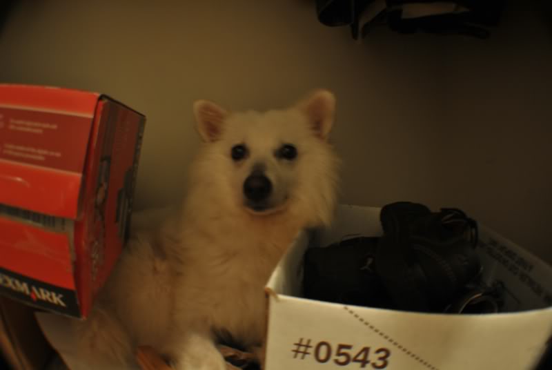 Name:  kitsune2.jpg
Views: 43
Size:  27.0 KB