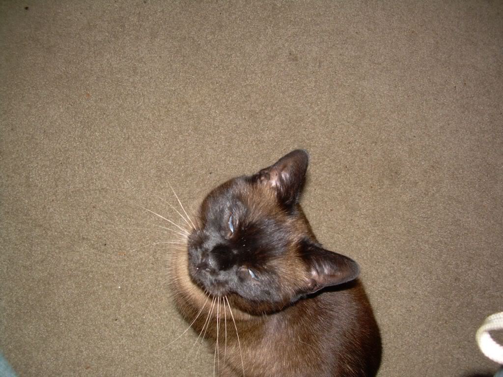 Name:  lilly3.jpg
Views: 72
Size:  172.8 KB