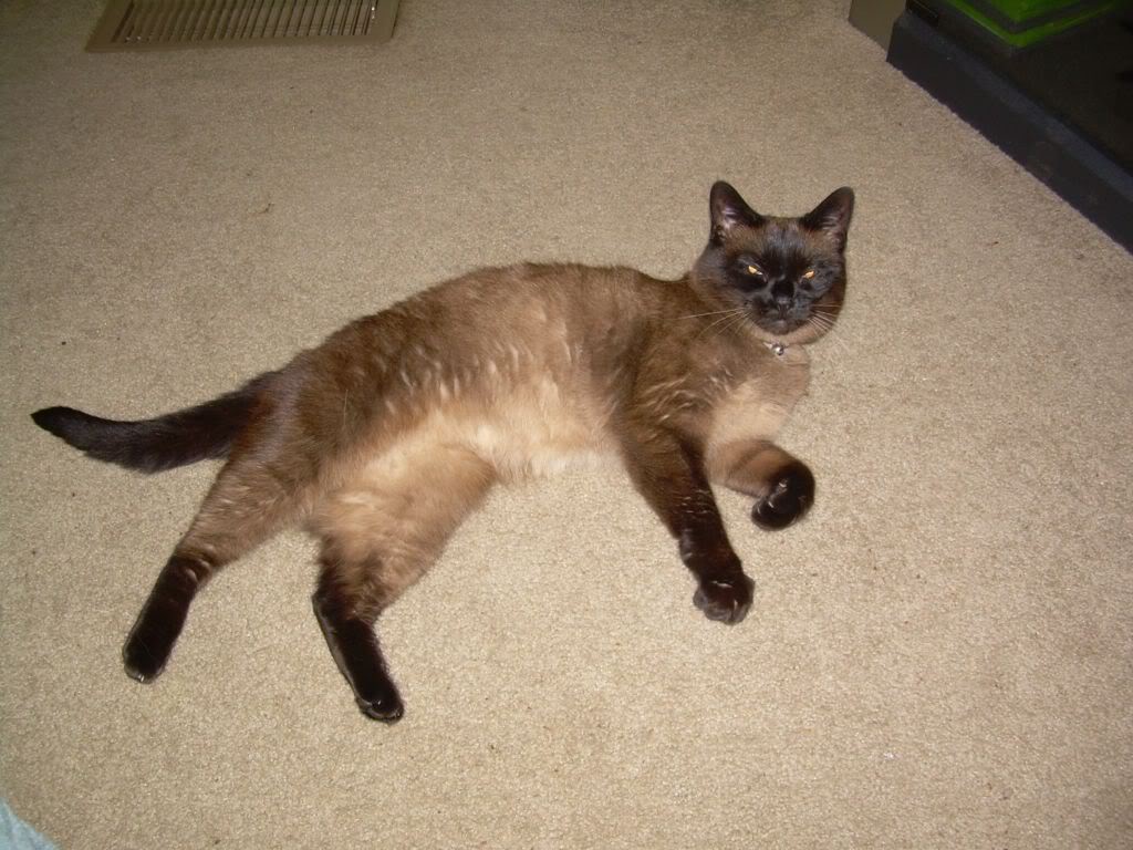 Name:  lilly4.jpg
Views: 48
Size:  157.4 KB