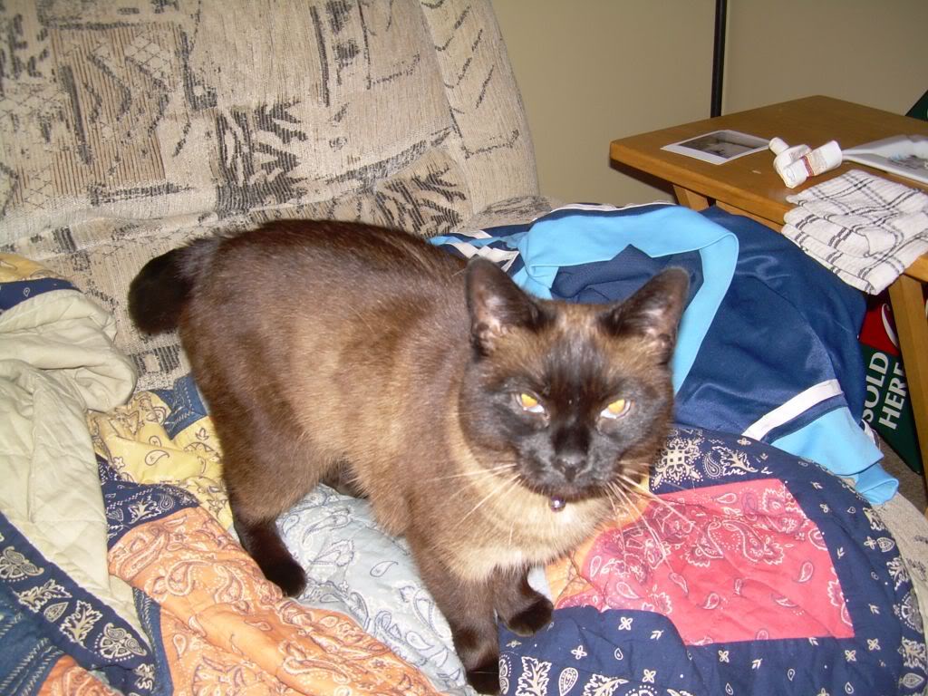 Name:  lilly1.jpg
Views: 75
Size:  184.3 KB