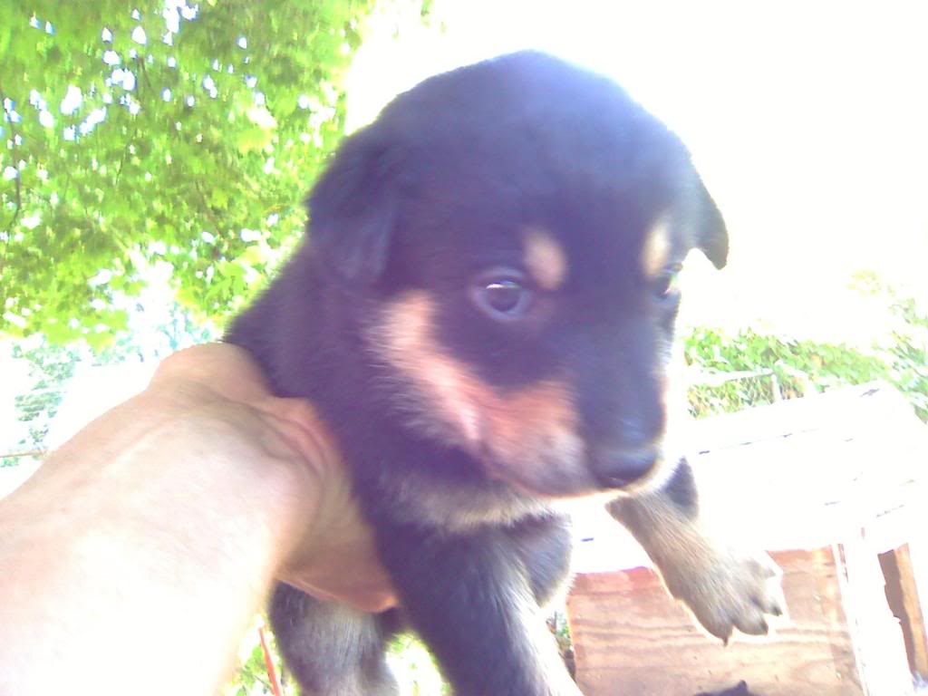 Name:  hemi1month.jpg
Views: 27
Size:  65.4 KB