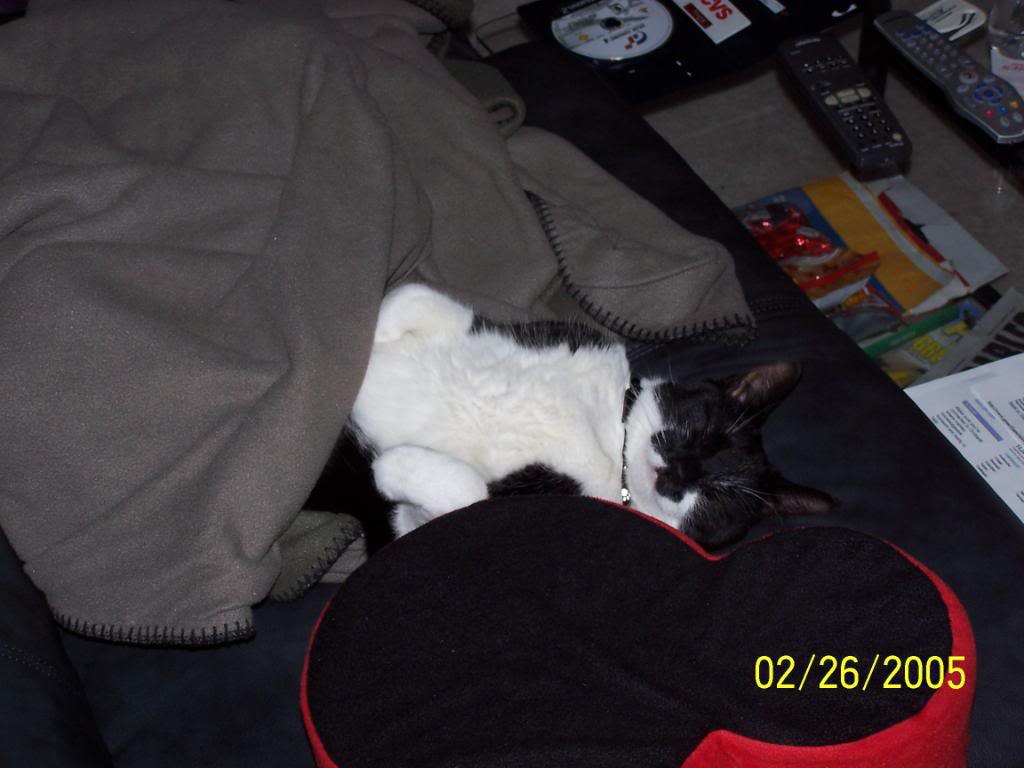 Name:  Newkitt015.jpg
Views: 25
Size:  66.4 KB