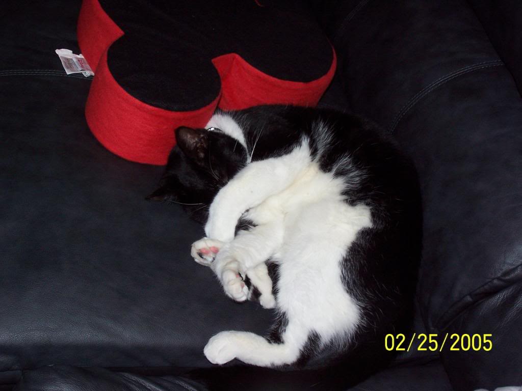 Name:  Newkitt017.jpg
Views: 25
Size:  61.0 KB