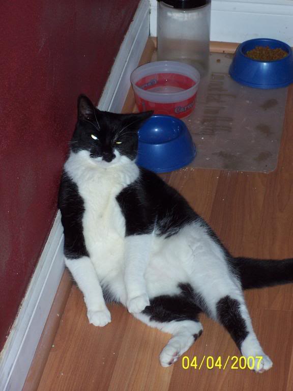 Name:  Newkitt020.jpg
Views: 30
Size:  45.4 KB