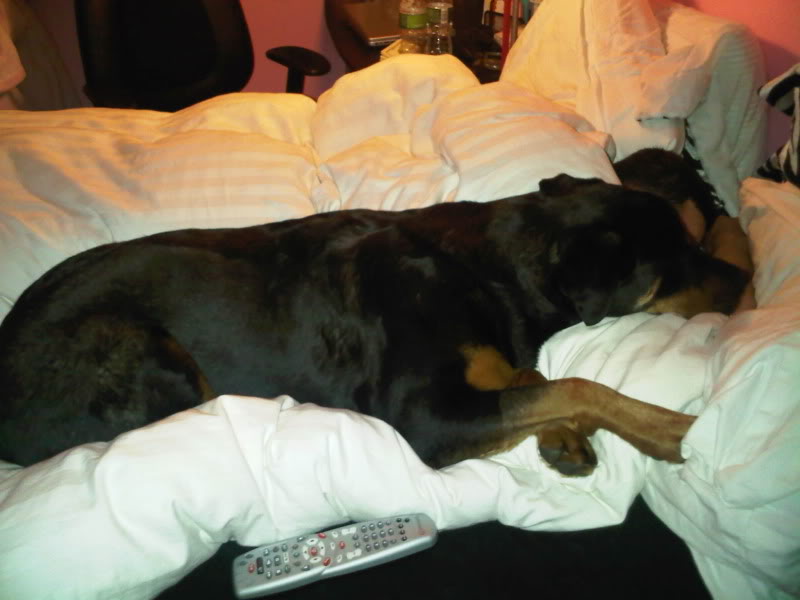 Name:  roxy1.jpg
Views: 26
Size:  49.9 KB